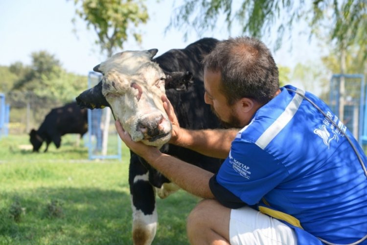 Bursa'ya getirilerek tedavi altına alınan boğa Emekli Hayvanlar &Ccedil;iftliği'nde yaşayacak