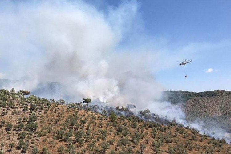 Muğla'da orman yangını