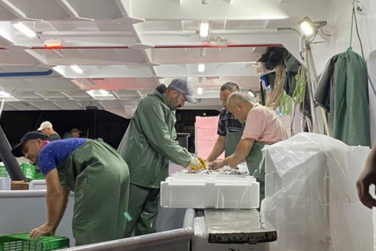 Av yasağı bitti, sezonun ilk balıkları avlandı