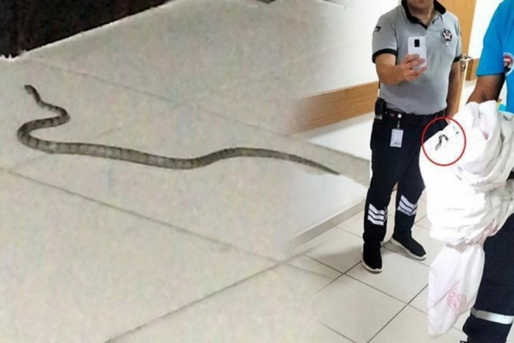 Antalya'da hastanede yılan alarmı!