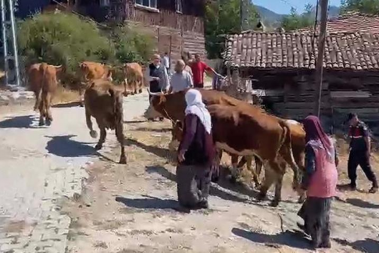 &Ccedil;ankırı'da &ccedil;oban k&ouml;yl&uuml;lerin 25 b&uuml;y&uuml;kbaş hayvanını satıp ka&ccedil;tı!
