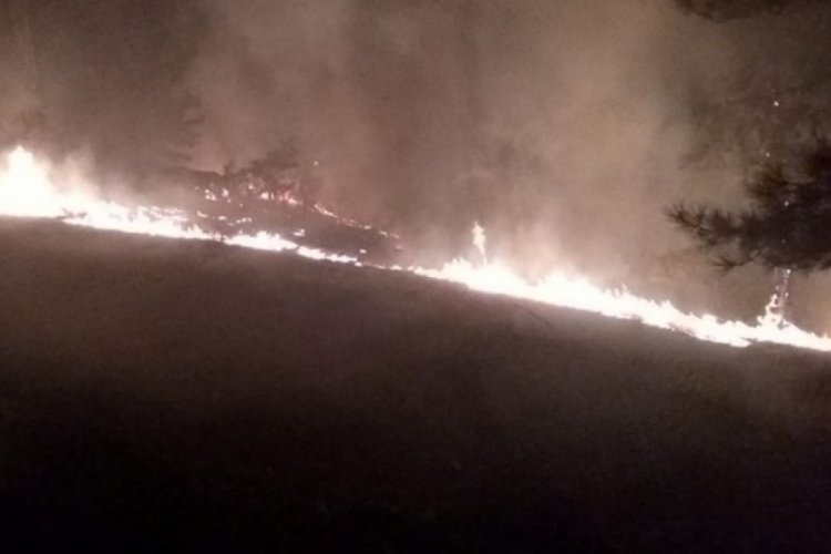 Muğla K&ouml;yceğiz'de orman yangını