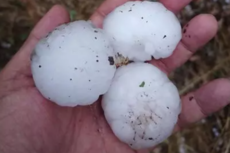 Sivas'ta ceviz b&uuml;y&uuml;kl&uuml;ğ&uuml;nde dolu yağdı