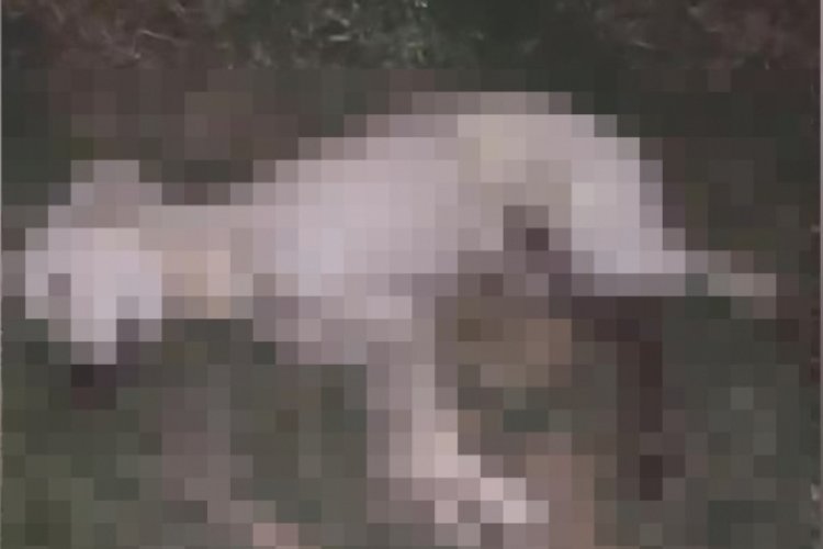 Bursa'da 3 k&ouml;pek zehirlenerek &ouml;ld&uuml;! Soruşturma başlatıldı