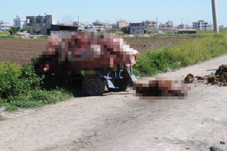 Adana'da kesilmiş at ve eşek eti bulundu
