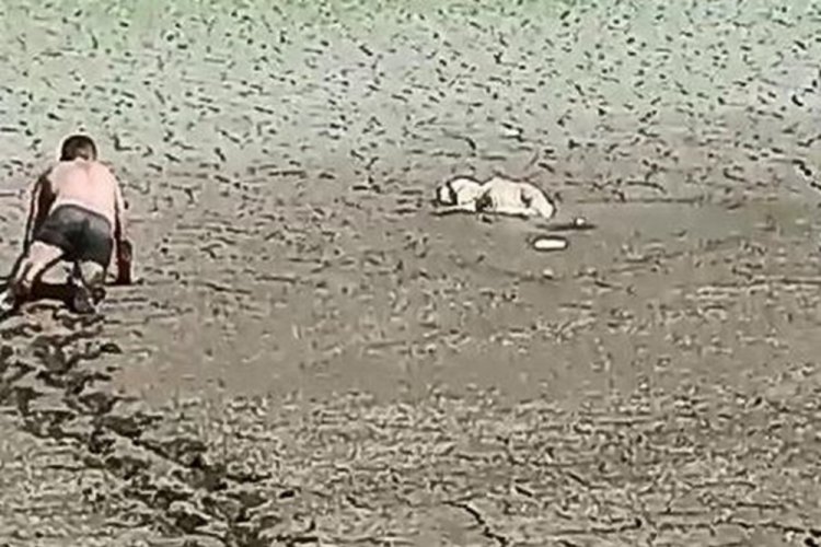İstanbul'da k&ouml;peği kurtarmak i&ccedil;in dakikalarca uğraştılar