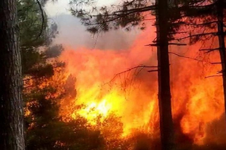 İstanbul'da Kent Ormanı'nda yangın!