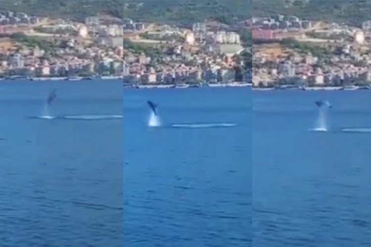 Bursa'da yunuslardan g&ouml;rsel şov