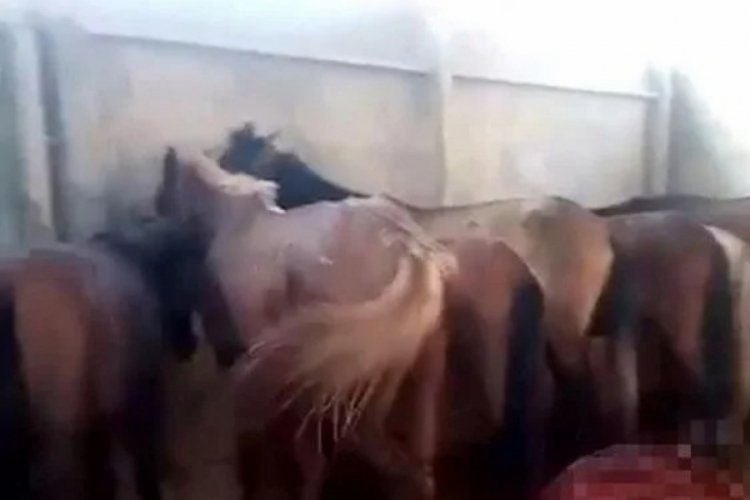 Adana'da at ve eşek kesimine 1 tutuklama