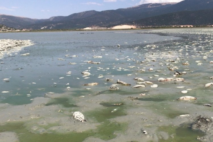 Antalya'da g&ouml;&ccedil;men kuşlara da ev sahipliği yapan Avlan G&ouml;l&uuml;, kurumaya başladı