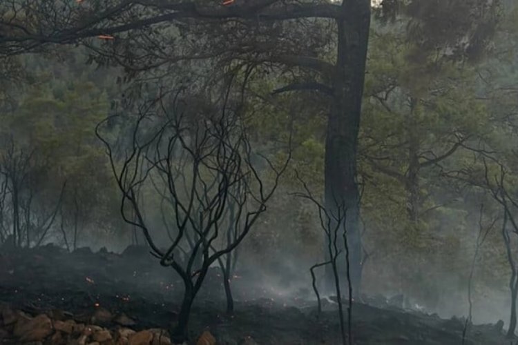 Muğla'da d&uuml;şen şimşekler 1 g&uuml;nde 36 yangına sebep oldu