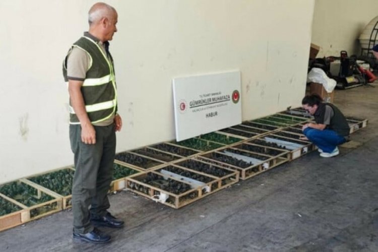 Şırnak'ta saka kuşu ka&ccedil;ak&ccedil;ılığı! 2 milyon 292 bin TL ceza