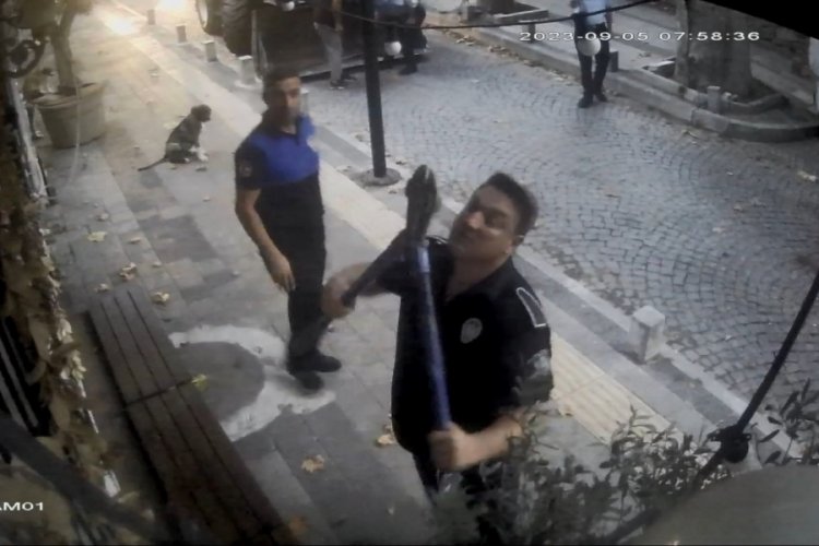 İstanbul'da tartışmaya neden olan zeytin ağa&ccedil;larına operasyon!