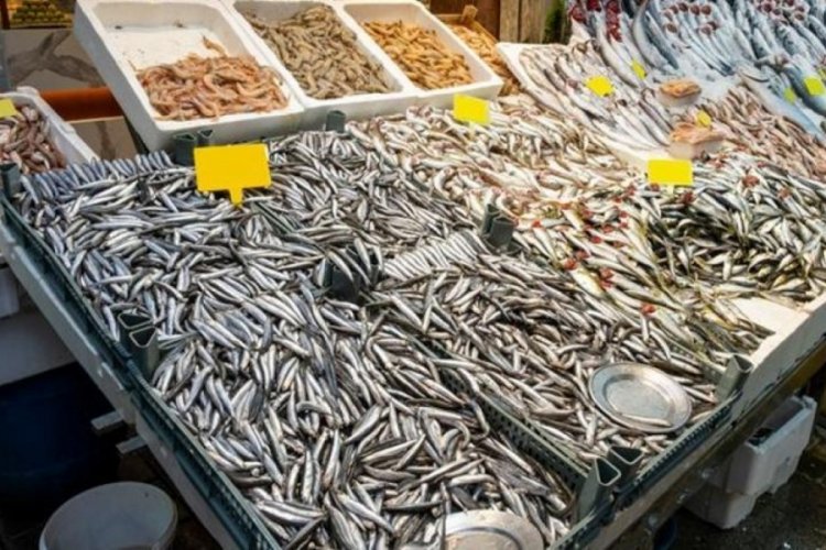 Balık tezgahlarında hamsi bolluğu yaşanıyor