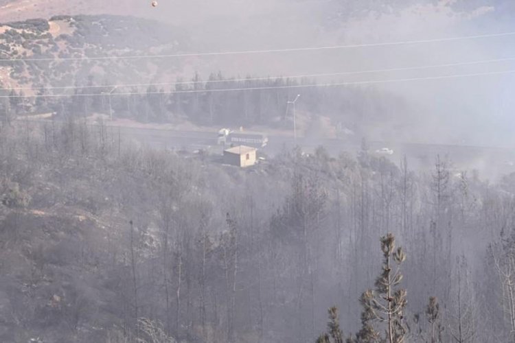 Gaziantep'te orman yangını