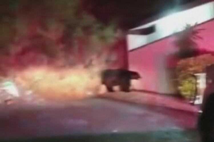 Meksika'da şehre devasa ayı indi