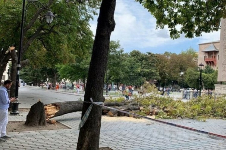 İstanbul'da ağa&ccedil; devrildi! 30 kişilik turist grubu, &ouml;l&uuml;mden d&ouml;nd&uuml;