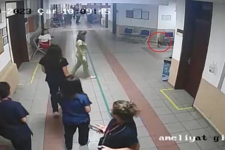 Bursa'da solunum rahatsızlığı bulunan kedi hayvan hastanesine gitti