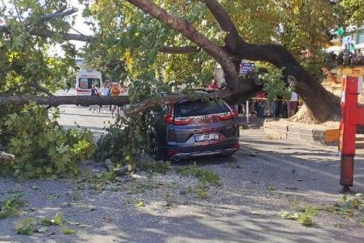 Zonguldak'ta 150 yıllık &ccedil;ınar cipin &uuml;zerine devrildi