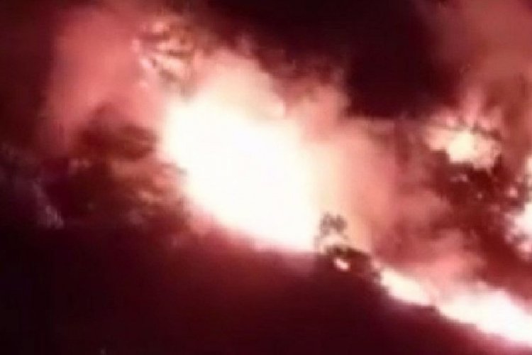 İstanbul Pendik'te orman yangını!