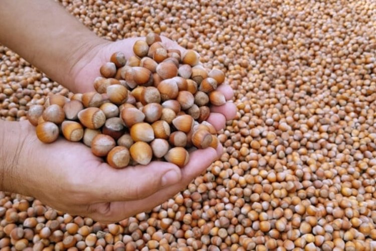 Giresun'da fındık fiyatı 93 liraya &ccedil;ıktı