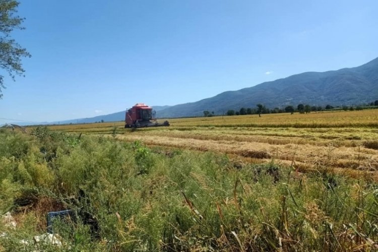 Bursa Orhangazi'de &ccedil;eltik hasadı başladı