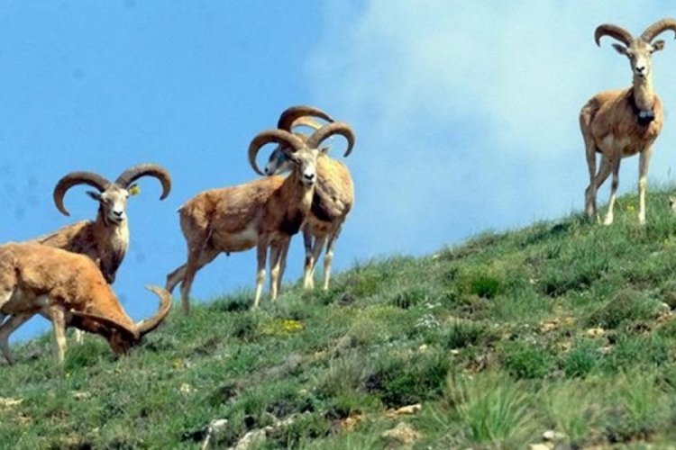 Anadolu yaban koyununu avlamaya izin verildi: &Uuml;creti 675 bin TL!