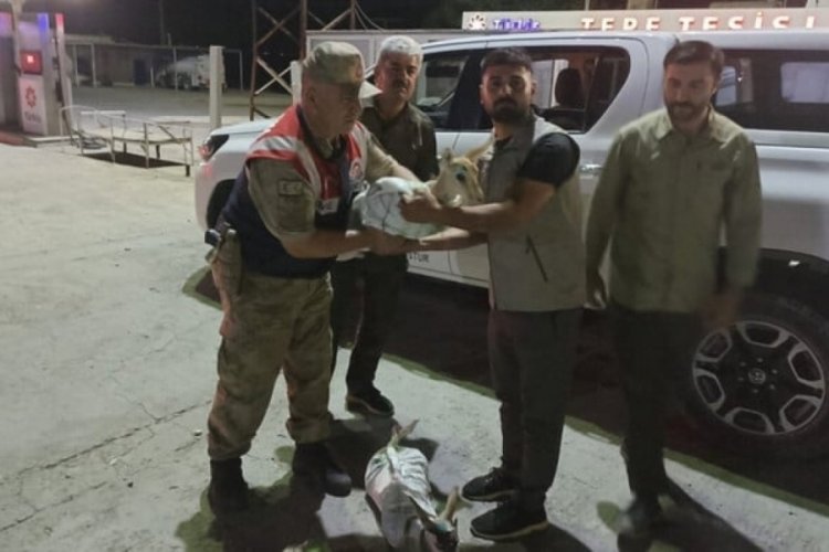 Şanlıurfa'da &ccedil;uvallara sarılmış halde 4 yaralı ceylan yavrusu ele ge&ccedil;irildi