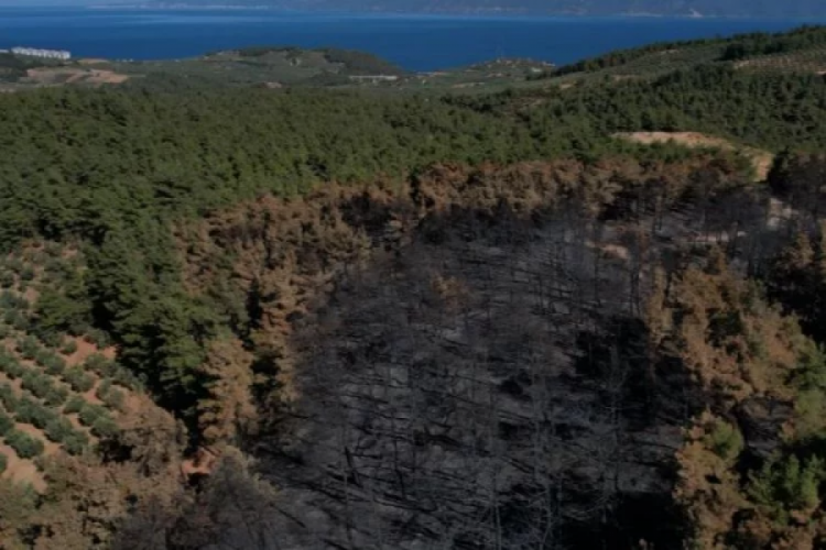 Bursa'da yanan ormandaki bilan&ccedil;o drone ile g&ouml;r&uuml;nt&uuml;lendi!