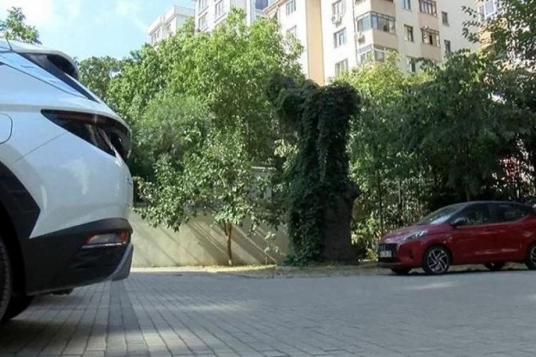 Aracın &uuml;st&uuml;ne ağa&ccedil; devrildi! 51 daire sahibine b&uuml;y&uuml;k şok