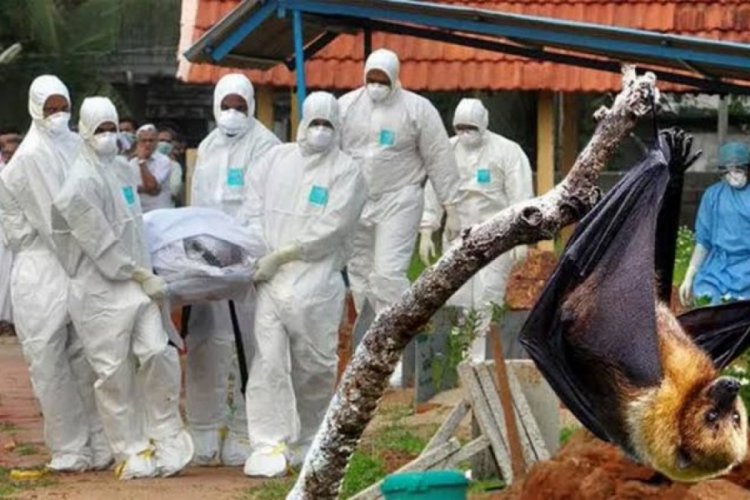 Hindistan'da Nipah vir&uuml;s&uuml; alarmı! Okullar kapatıldı, toplu ulaşım yasaklandı