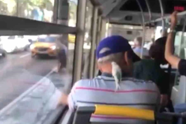 Bursa'da otob&uuml;ste ilgi &ccedil;ekici g&ouml;r&uuml;nt&uuml;ler: Muhabbet kuşuyla otob&uuml;se bindi