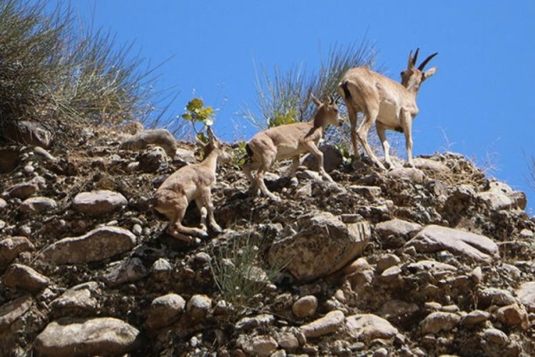 Hakkari'de ter&ouml;rden temizlenen b&ouml;lgelerde yaban hayatı canlandı
