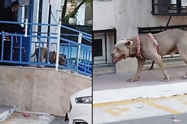 Okul bah&ccedil;esinde pitbull paniği! Ekiplere haber verildi