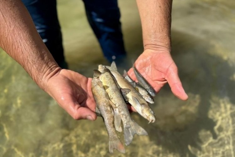 Samsun'da suya karışan &ccedil;imento nedeniyle binlerce balık &ouml;ld&uuml;