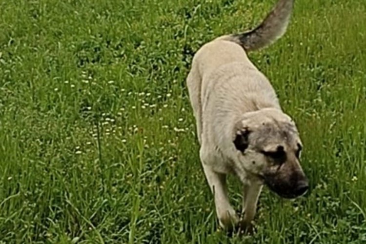 Adana'da bir kişi komşusunun k&ouml;peğini bı&ccedil;aklayarak &ouml;ld&uuml;rd&uuml;