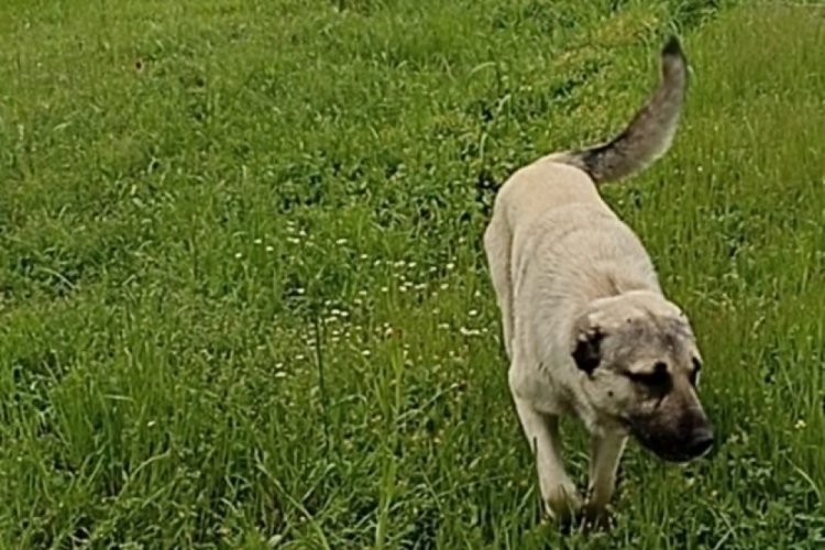 &Ccedil;oban k&ouml;peği "Bozo" bı&ccedil;aklanarak &ouml;ld&uuml;r&uuml;ld&uuml;!
