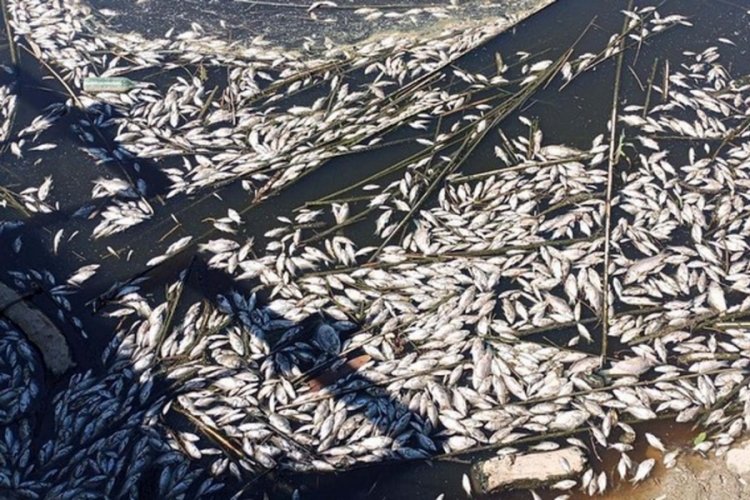 B&uuml;y&uuml;k Menderes Havzası'nda toplu balık &ouml;l&uuml;mleri