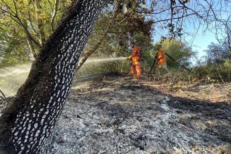 Sakarya'da orman yangını! 4 d&ouml;n&uuml;m alan k&uuml;l oldu