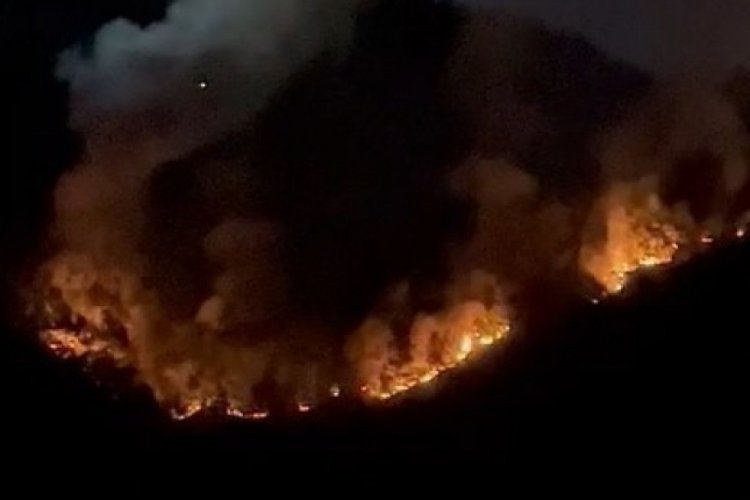 Kocaeli'de orman yangını