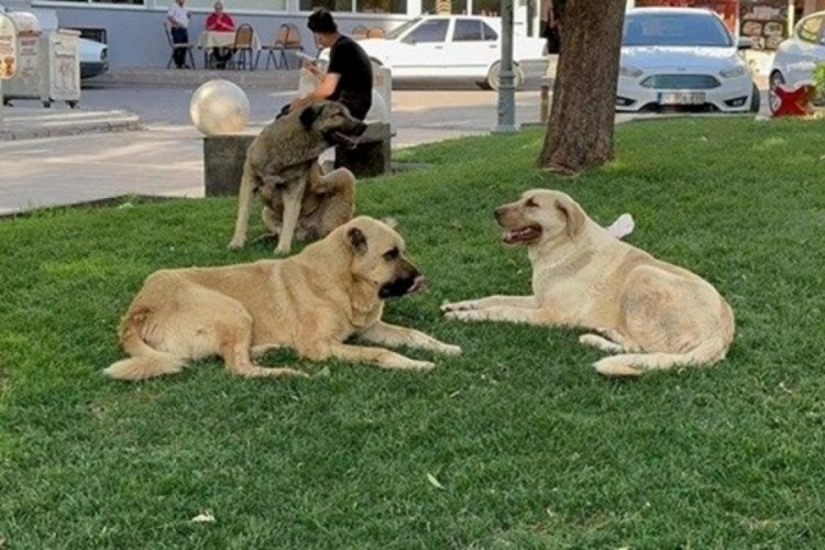 Sahipsiz k&ouml;peğin saldırısına uğrayan &ccedil;ocuk y&uuml;z&uuml;nden yaralandı