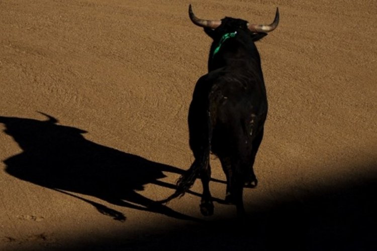 İspanya'da boğa g&uuml;reşlerinin kaldırılması i&ccedil;in Madrid'de g&ouml;steri d&uuml;zenlendi