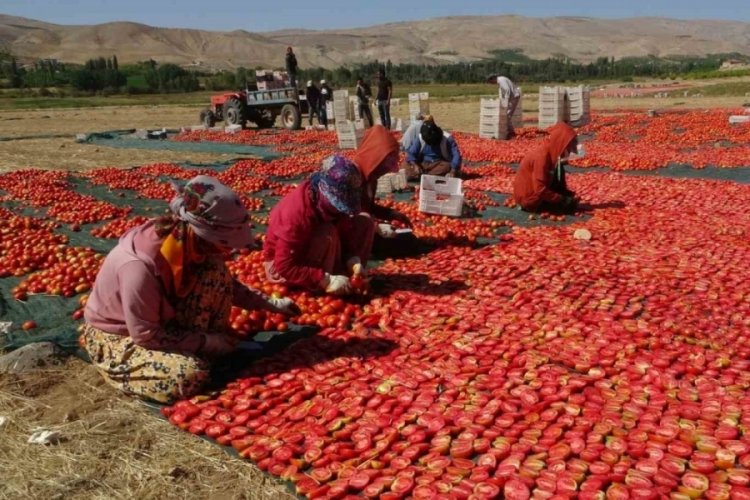 Kurutmalık domateste hasat devam ediyor