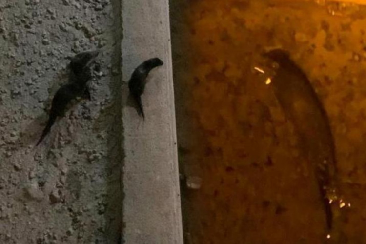 G&uuml;m&uuml;şhane'de su samuru g&ouml;r&uuml;ld&uuml;