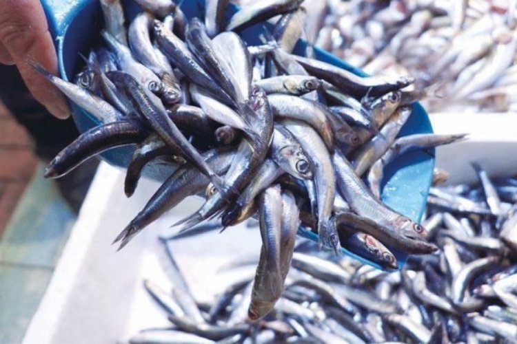 Trabzon'da hamsi bolluğu yaşanıyor! Fiyatı 50 liraya kadar geriledi