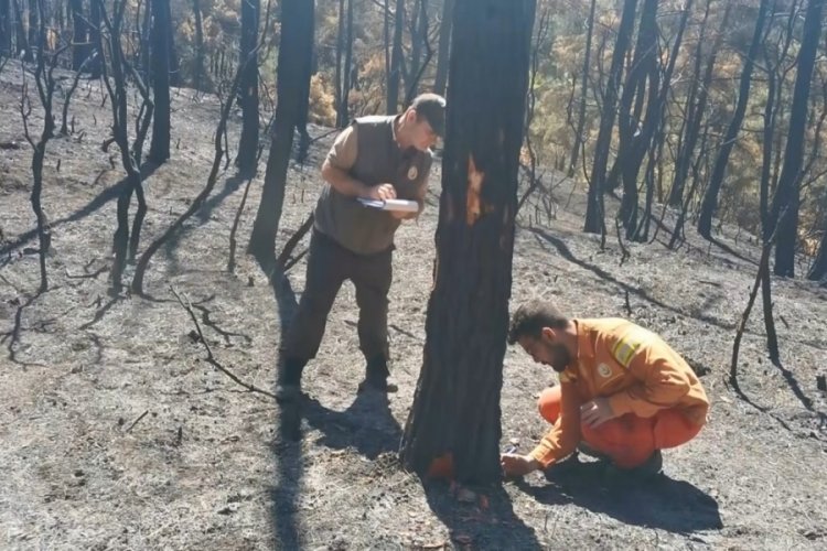 Bursa'da k&uuml;le d&ouml;nen 25 hektarlık ormanlık alanın bilan&ccedil;osu &ccedil;ıkarılıyor