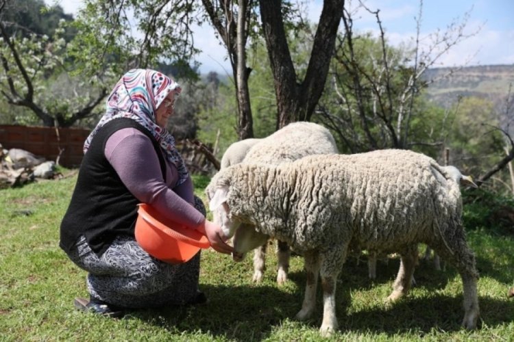 Denizli'de "K&uuml;&ccedil;&uuml;kbaş hayvan ve yem desteği" kayıtları başladı