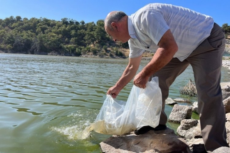 Manisa'da balıklandırma projesi: 30 bin yavru sazan balığı salındı