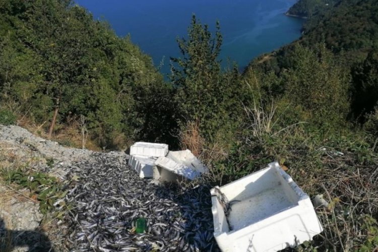 Kastamonu'da kasalar dolusu balıkları yol kenarına attılar!