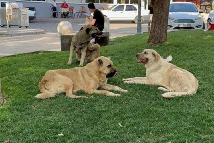 Başıboş k&ouml;pekler i&ccedil;in yeni &ouml;nlemler